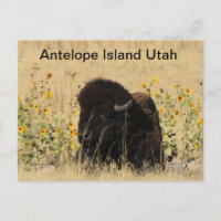 Buffle sur l'île Antelope dans l'Utah Carte postal