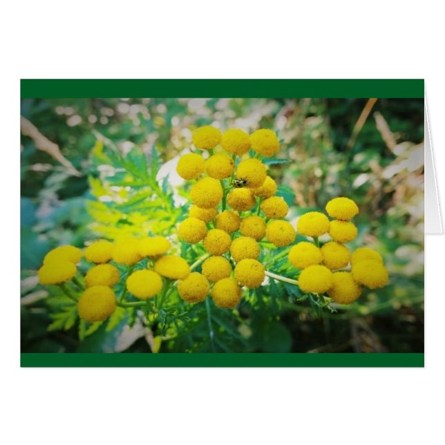 Bug de la Dame Jaune sur les fleurs Tansy (Devant horizontal)