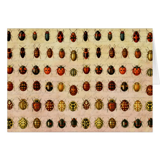 Bug d'insectes coccinelle de coccinelle (Devant horizontal)