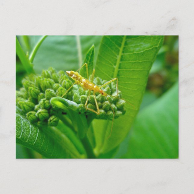 Bug reduviid sur carte postale Milkweed (Devant)