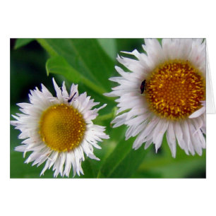 Bugs et fleurs blanches