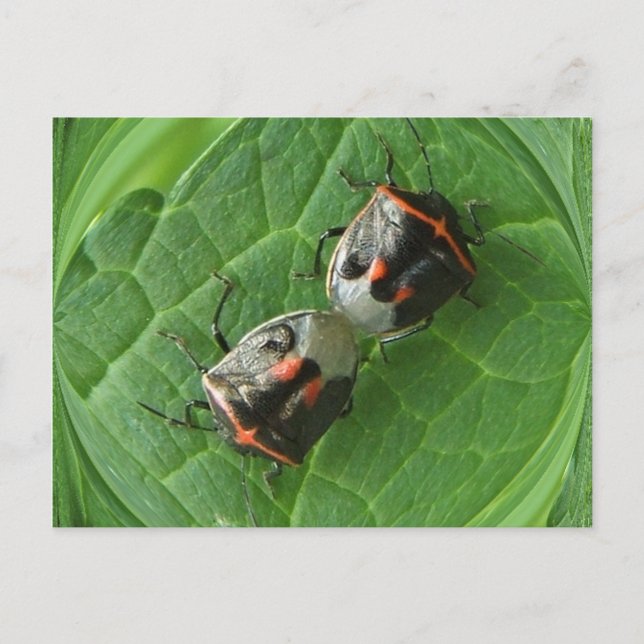 Bugs Spotk ~ carte postale (Devant)