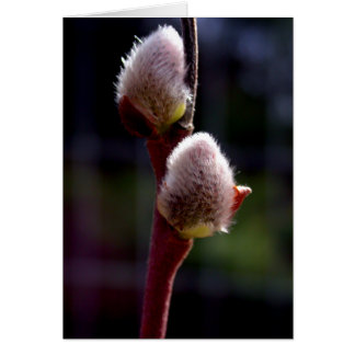 Buissons de saule de Pussywillow au printemps