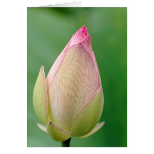 Bulbe de nénuphar non ouvert, botanique de Durban (Devant)