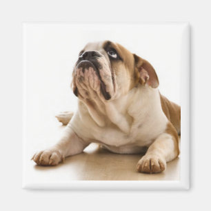 Bull Dog Magnet