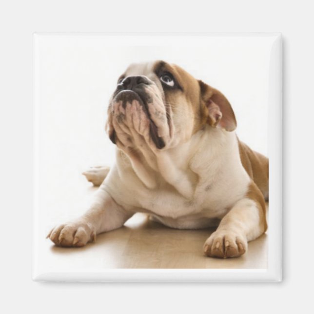 Bull Dog Magnet (Devant)