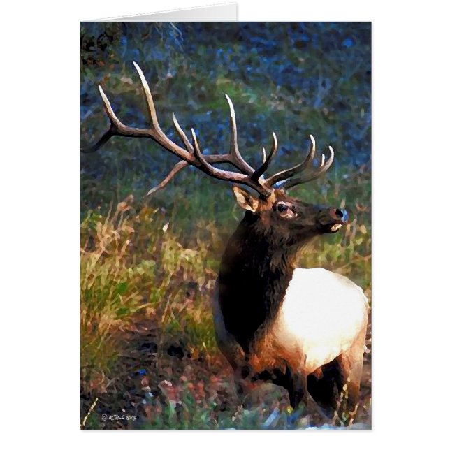 Bull Elk (Devant)