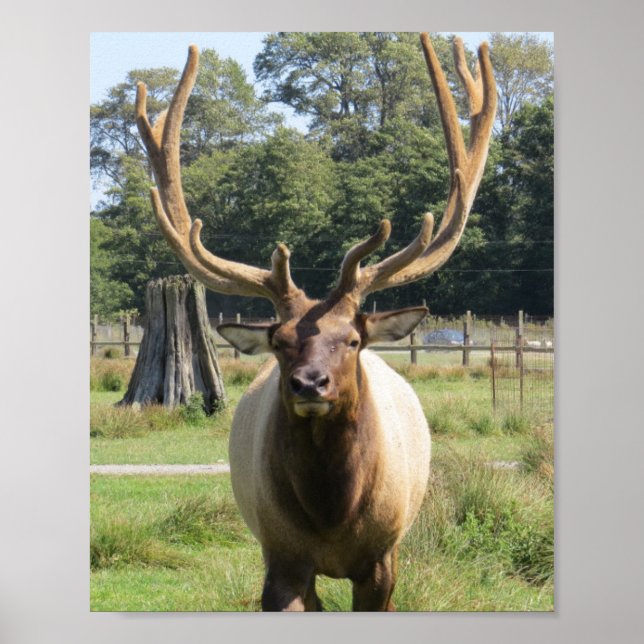 Bull Elk avec d'énormes bois sur affiche 8"x10" (Devant)