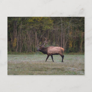 Bull Elk Morning Walk Carte postale vierge
