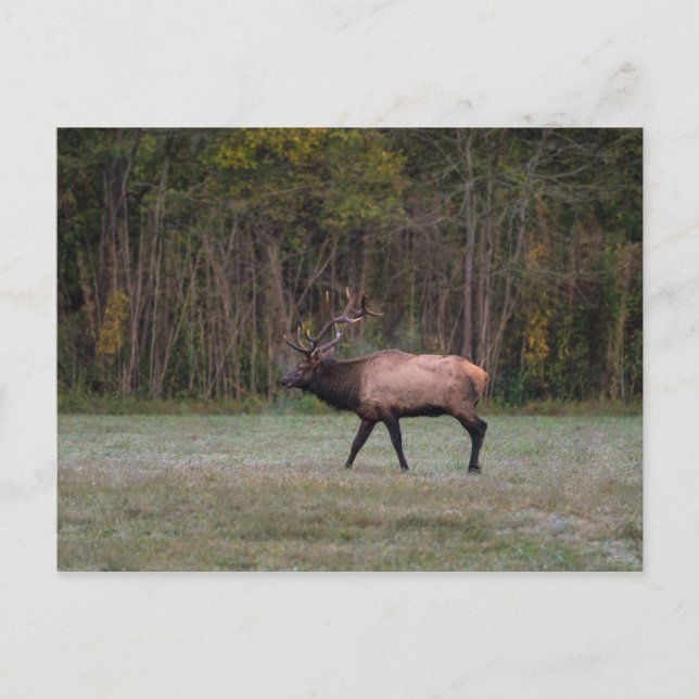 Bull Elk Morning Walk Carte postale vierge (Devant)