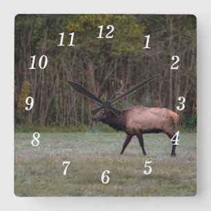 Bull Elk Morning Walk Horloge murale