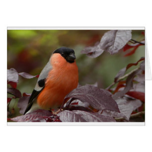 Bull Finch