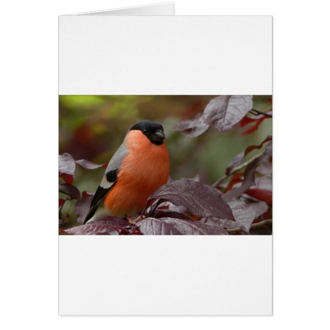 Bull Finch (Devant)
