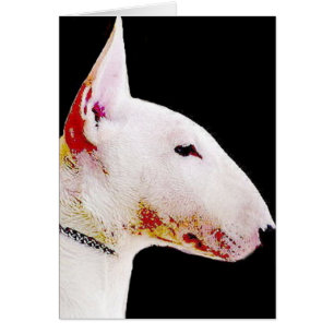 Bull-terrier