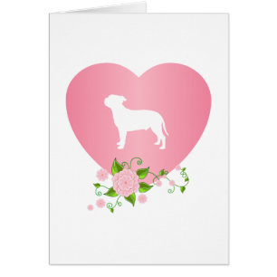 Bull-terrier du Staffordshire