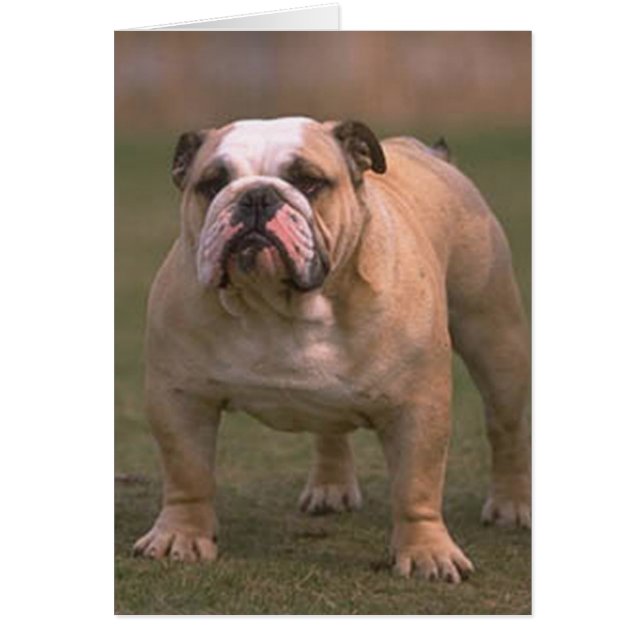 bulldog complet 2 (Devant)