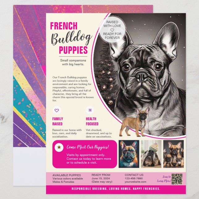 Bulldog français Flyer Violet  (Devant / Derrière)