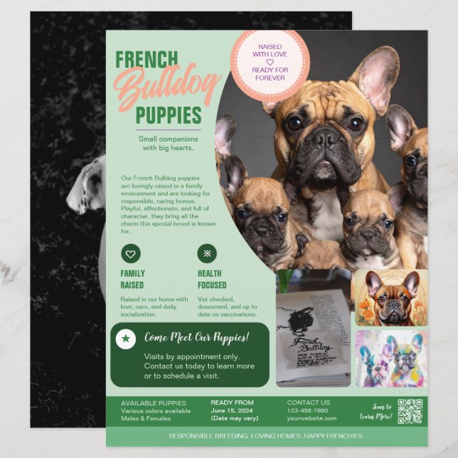 Bulldog français Flyer Violet  (Devant / Derrière)