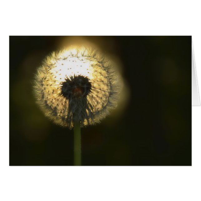 Bulle Dandelion (Devant horizontal)