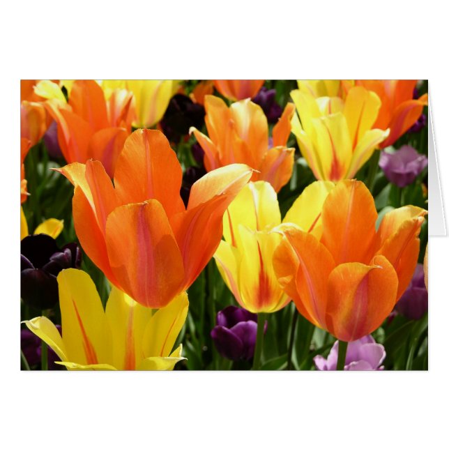Bulles de tulipe (Devant horizontal)