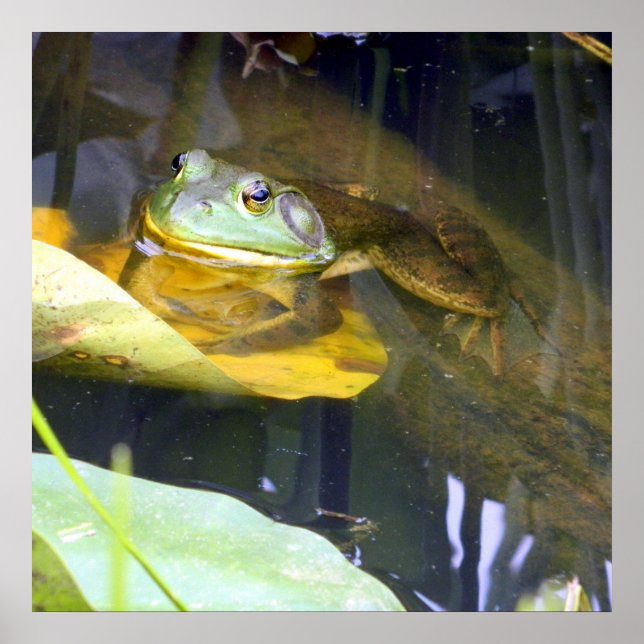 Bullfrog Beauté de bain Poster (Devant)