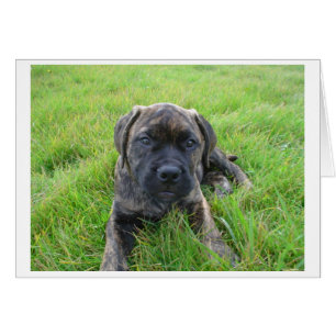 Bullmastiff_puppy 2.png