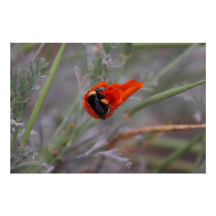 Bumble bebe endormi dans une affiche de coquelicot