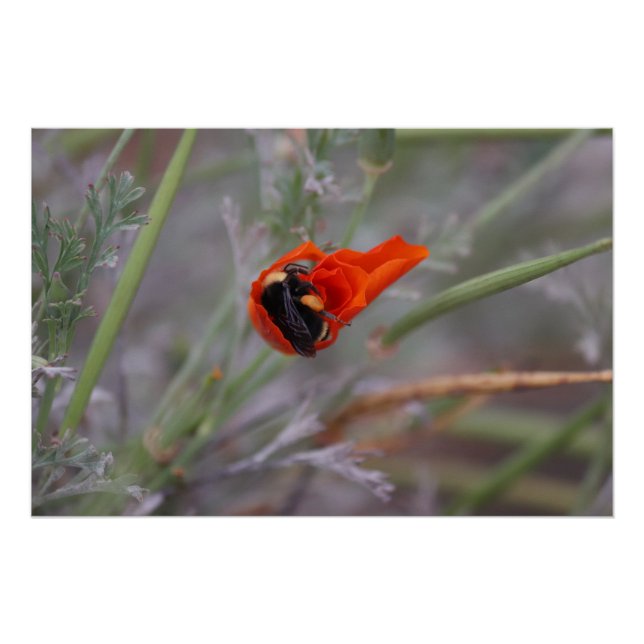 Bumble bebe endormi dans une affiche de coquelicot (Devant)