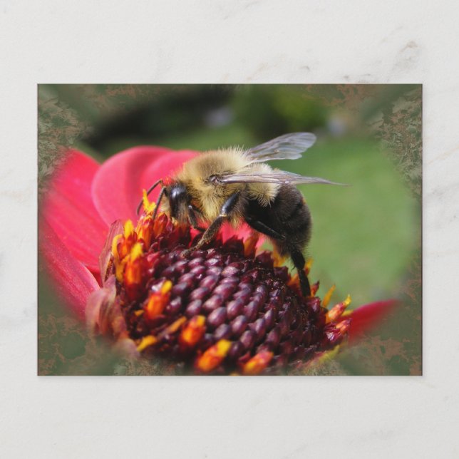 Bumble Bee 195 ~ carte postale (Devant)