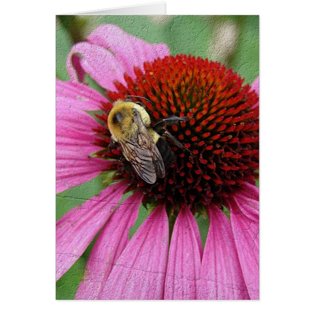 Bumble Bee 2 (Devant)