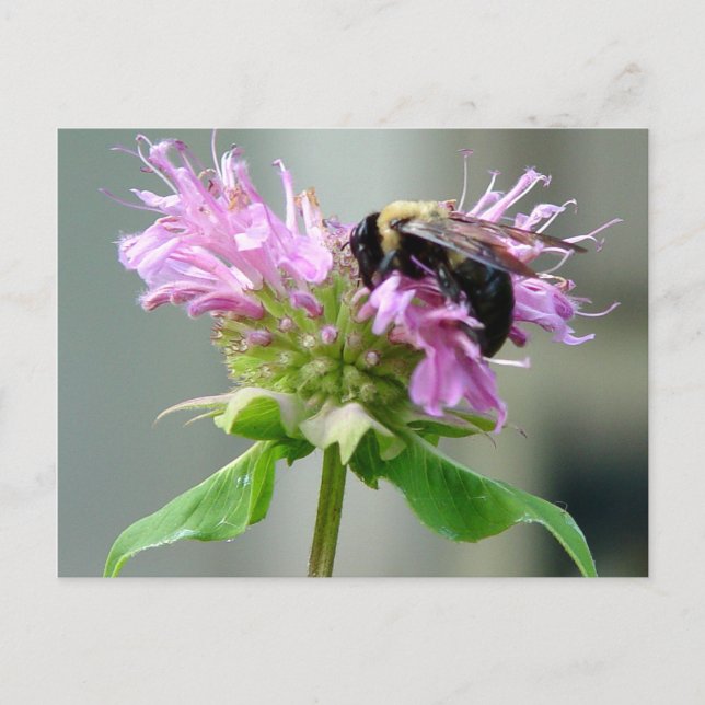 Bumble Bee on Bee Balm Flower Carte postale 2 (Devant)