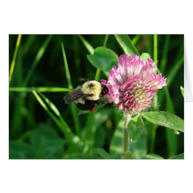 Bumble Bee on Clover All Occasion Blank Grey (Devant horizontal)