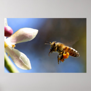 Bumble Bee pollen poster