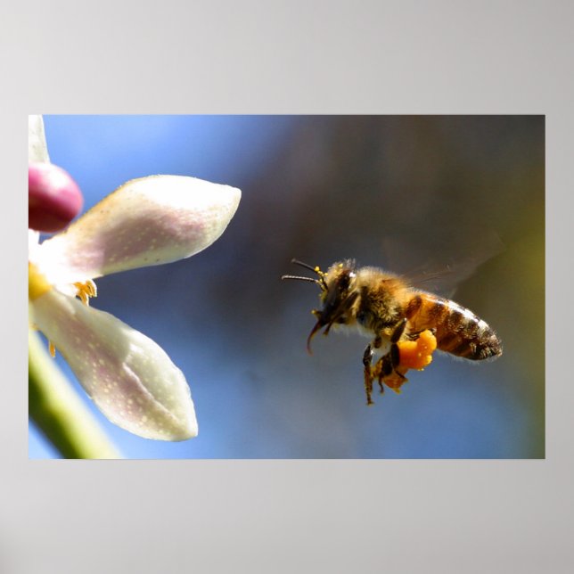 Bumble Bee pollen poster (Devant)