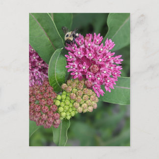 Bumble Bee Sur Carte Postale Rose Milkweed