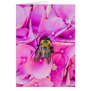 Bumble Bee Sur Hydrangea