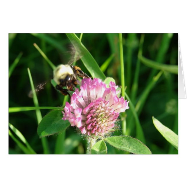 Bumble Bee sur le trèfle rouge, toute occasion vid (Devant horizontal)