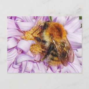 Bumble Bee sur une carte postale Michaelmas Daisy