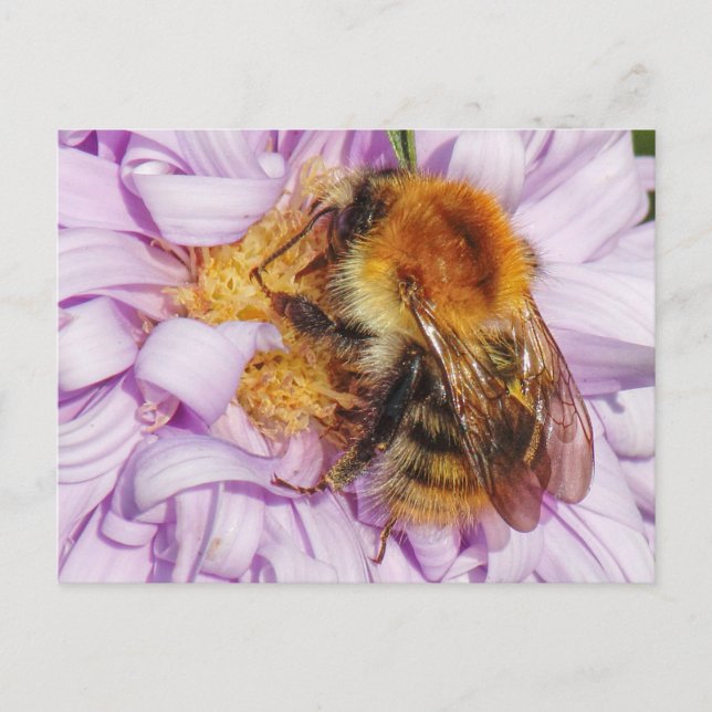Bumble Bee sur une carte postale Michaelmas Daisy (Devant)