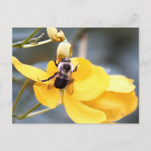 Bumblebebe Sur La Carte Postale Fleur Cassia