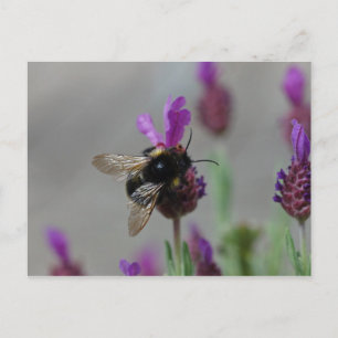 Bumblebebe sur la carte postale lavande