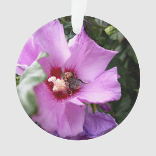 Bumblebebe sur la fleur d'Hibiscus