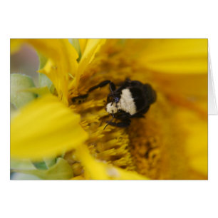 Bumblebebe sur tournesol - Carte