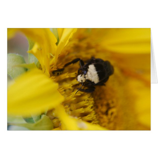 Bumblebebe sur tournesol - Carte (Devant horizontal)