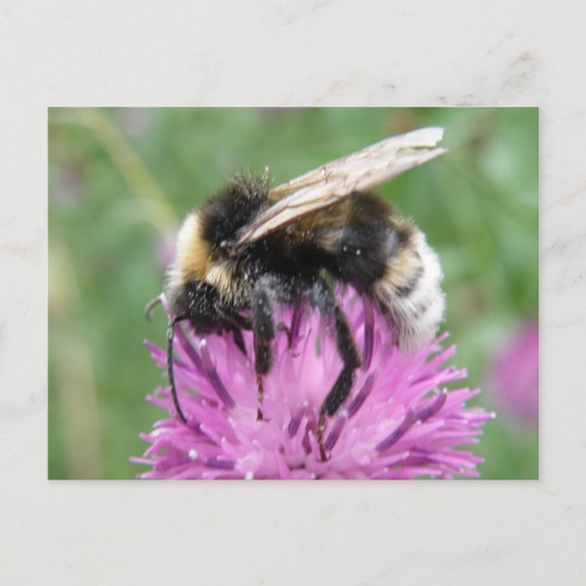 Bumblebebe sur une carte postale de chardon (Devant)