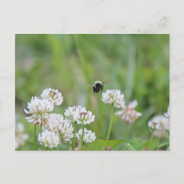 Bumblebee dans la carte postale du trèfle (Devant)