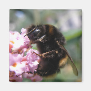 Bumblebee et Aimant aux fleurs roses