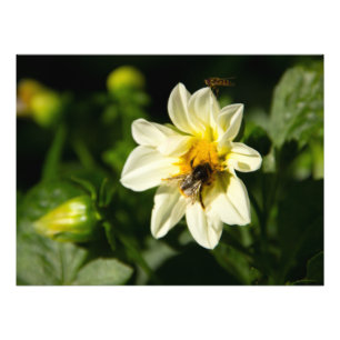 Bumblebee et dahlia blanc photo