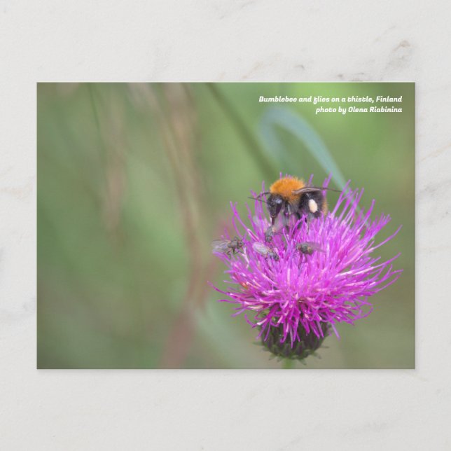 Bumblebee et vole sur un chardon, Finlande Carte p (Devant)