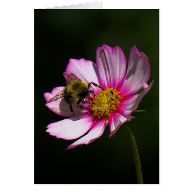 Bumblebee sur Cosmos (Devant)